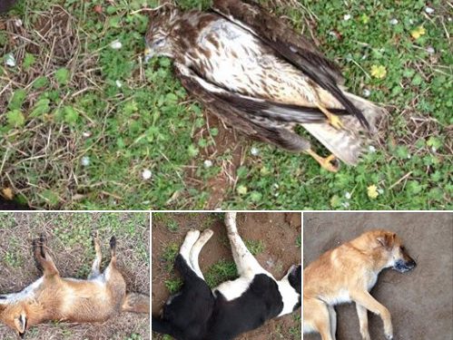 Φόλες στον Δήμο Δυτικής Αχαϊας